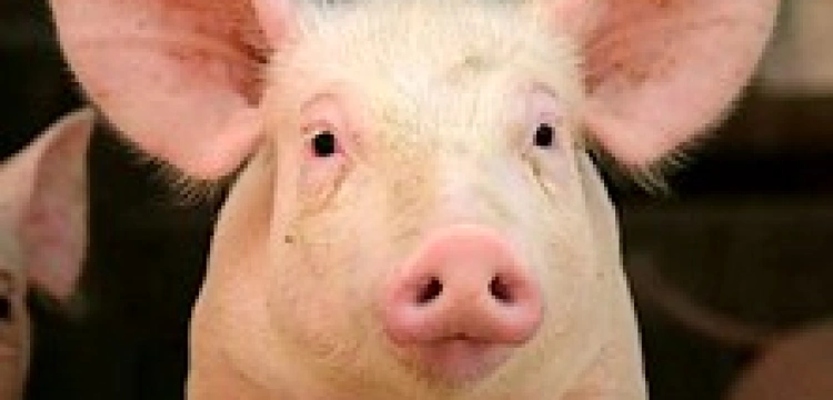 Kto przerwie świńskie zabawy w Europie?