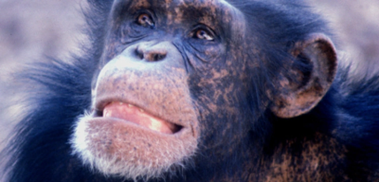 NY: Szympansy staną przed sądem