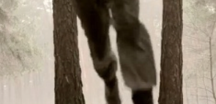 TROPEM WILCZYM - ciekawa inicjatywa na Dzień Żołnierzy Wyklętych. ZOBACZ FILM!