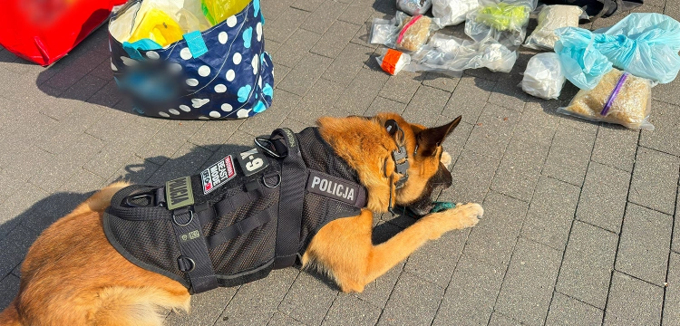 Uderzenie w gang narkotykowy z Podlasia. Zatrzymano 5 osób