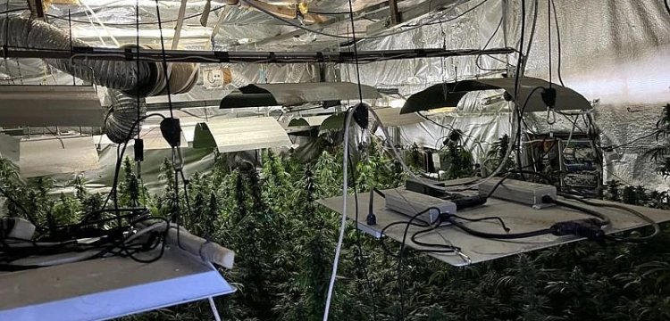 Setki krzewów konopi i kilka kg narkotyków. Cios policji w przestępczość narkotykową