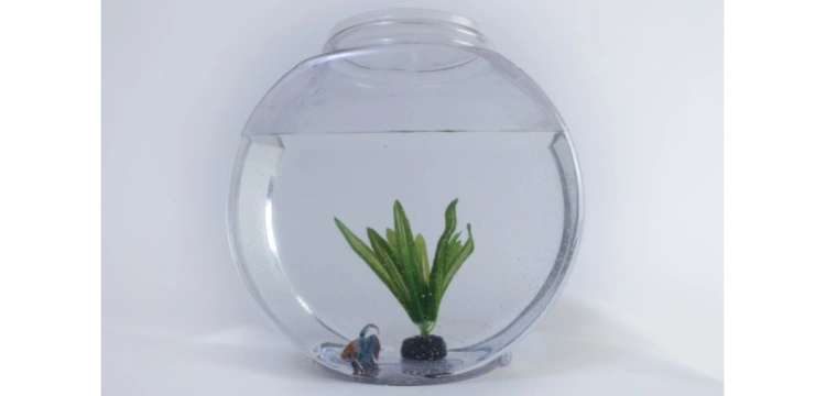 Włochy na wojnie z okrągłymi akwariami