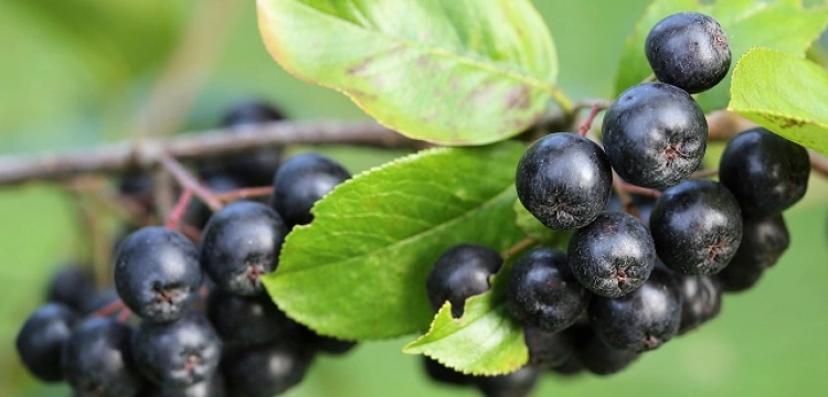 Aronia - antidotum na bardzo wiele problemów zdrowotnych