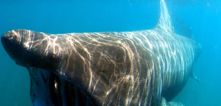 Wielka Brytania. Rekin olbrzymi przegonił dzieci z plaży