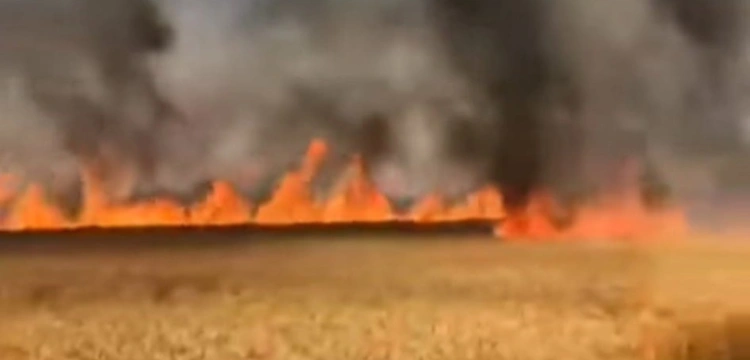 Kryzys żywnościowy. Rosjanie celowo podpalają ukraińskie pola