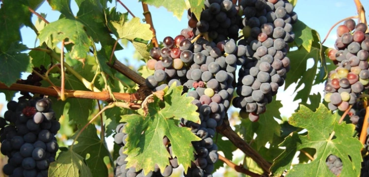 „Nędzników marnie wytraci, a winnicę odda w dzierżawę innym”