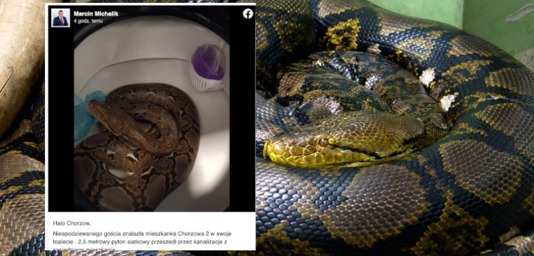 Chwile grozy w chorzowskim mieszkaniu. Kobieta znalazła w toalecie… 2,5-metrowego pytona