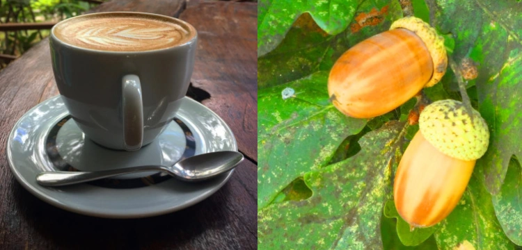 Kawa z żołędzi – oryginalna, smaczna i zdrowa