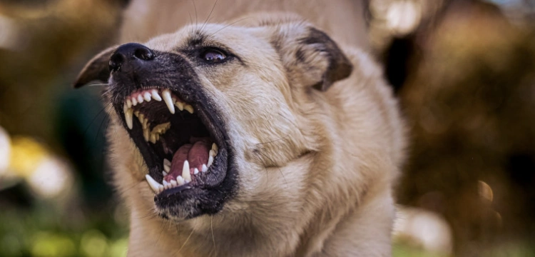 Bezmyślność właścicieli psów skończyła się dramatem 7-latki. Dziecko z licznymi obrażeniami trafiło do szpitala