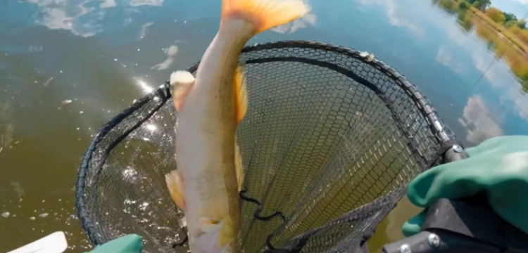 Skażenie Odry. Wojsko pomoże w oczyszczaniu rzeki