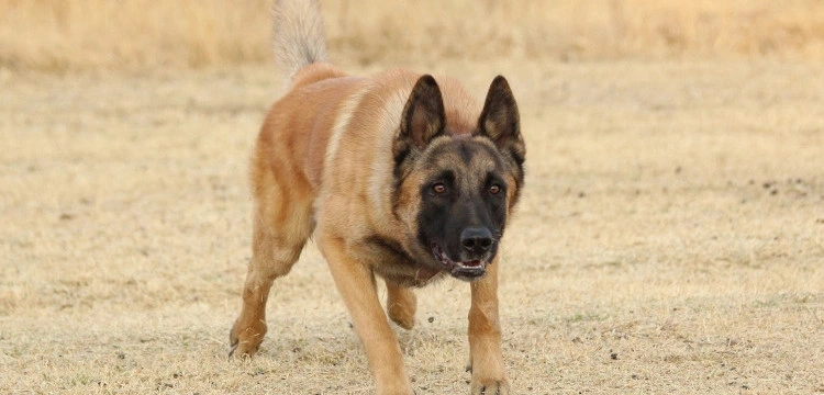 Jeziorzany: Znaleziono kolejne rozszarpane zwłoki