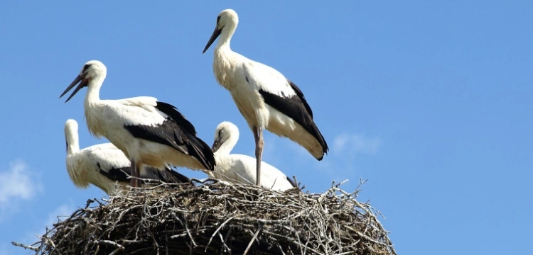 Zima w pełni, a bociany już szykują się do powrotu z Afryki