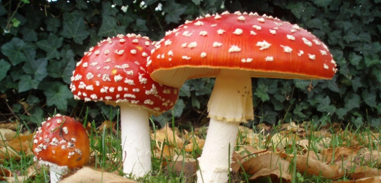 Nowa moda na… muchomory