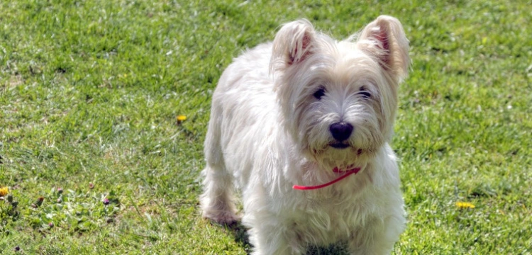 Domowe pupile ofiarą ekoszaleństwa. „Karmimy psa jedzeniem z owadów”