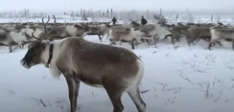 Jak futra sprawiły, że Rosja stała się największym państwem świata?