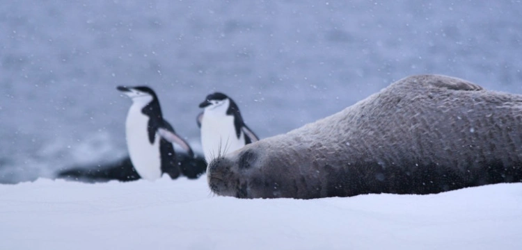 Szokujący raport o molestowaniu… na Antarktydzie