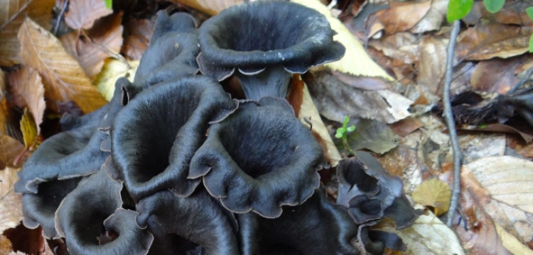 Czarna kurka, albo wronie uszy – doskonały grzyb jadalny z polskich lasów