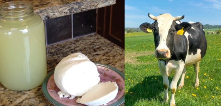 Pij serwatkę i bardzo długo młodym i zdrowym bądź