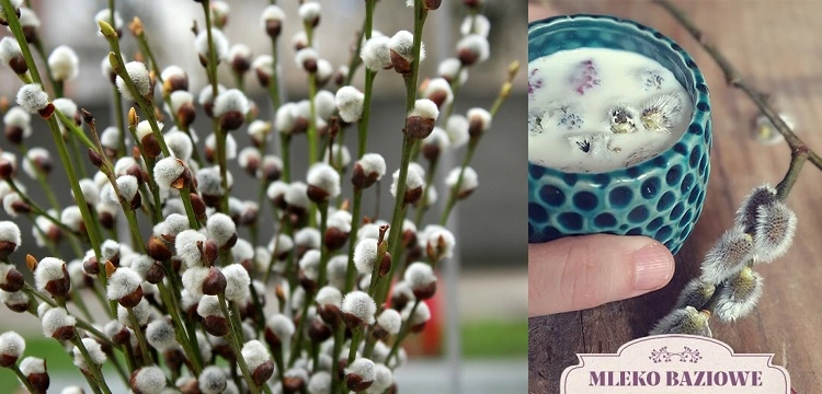 Jak zrobić mleko baziowe na grypę i przeziębienia