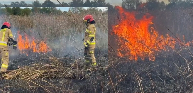 Pilne! Trawa akcja gaśnicza w Biebrzańskim Parku Narodowym [Wideo]