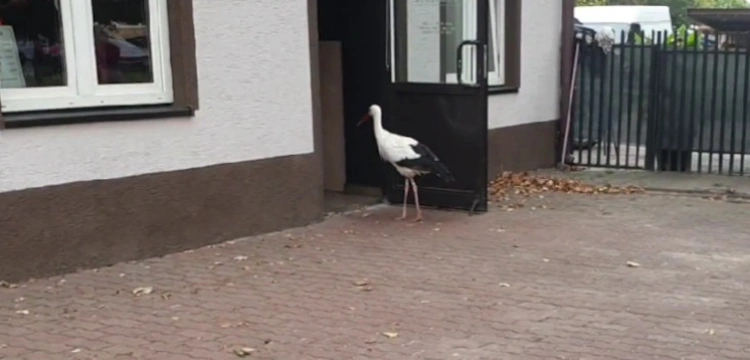 Bocian zamieszkał na miejskim osiedlu