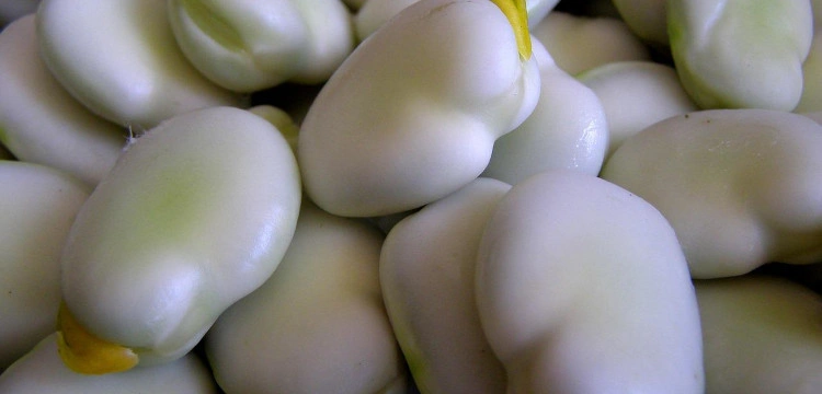 Bób czyści nasze jelita jak szczotka!