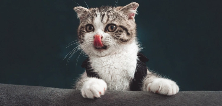 Kot poszedł na współpracę z policją i wydał swojego właściciela