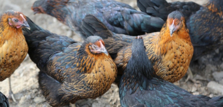 Meksyk. Pierwszy śmiertelny przypadek zakażenia ptasią grypą H5N2