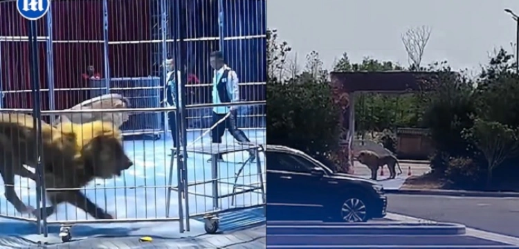 Chiny. W czasie pokazu w cyrku z klatki uciekły dwa lwy [Wideo]