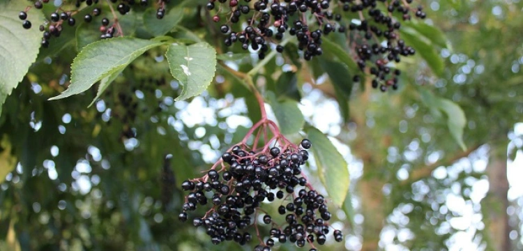Czarny bez na którym powiesił się Judasz leczy i pomaga