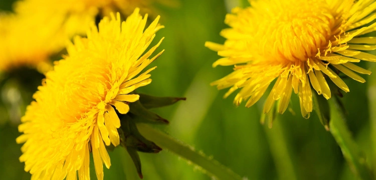 Miód z mlecza. Warto go mieć!