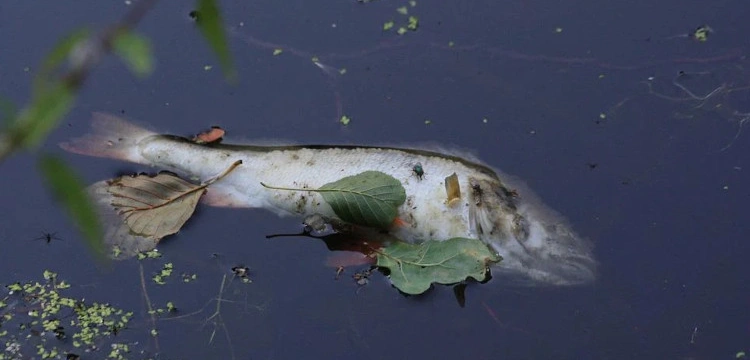 Jaka była przyczyna masowego śnięcia ryb w rzece Ner? Znamy wyniki badań