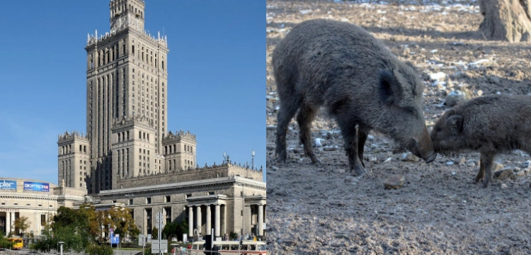 Gdy Trzaskowski problem dzika w stolicy spotyka…