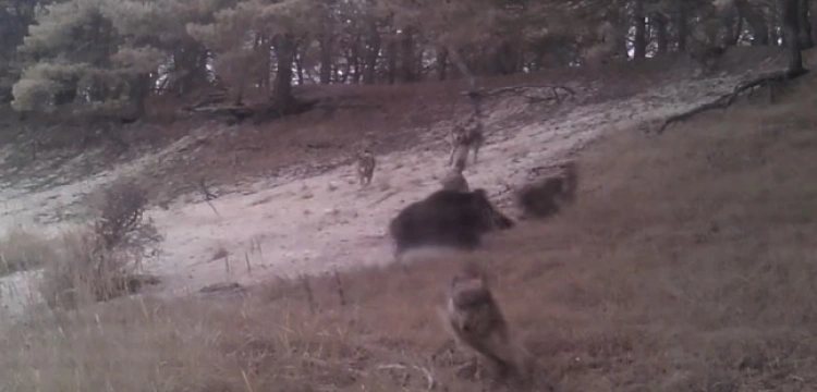 HIT! Jeden dzik w zachodniopomorskim przegonił całą watahę wilków [Wideo]