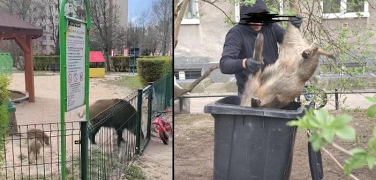 Absolutny SKANDAL! Warszawa. Odstrzał lochy z młodymi na oczach dzieci [Wideo]