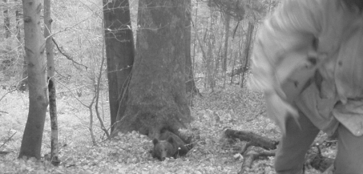 „Nagroda Darwina dla ekoaktywisty” – sprowokował atak niedźwiedzia