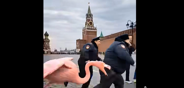 Moskwa drży przed „ukraińskimi flamingami” [Wideo]