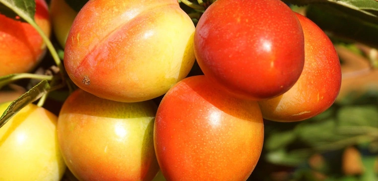 Urodzaj wielki na mirabelki