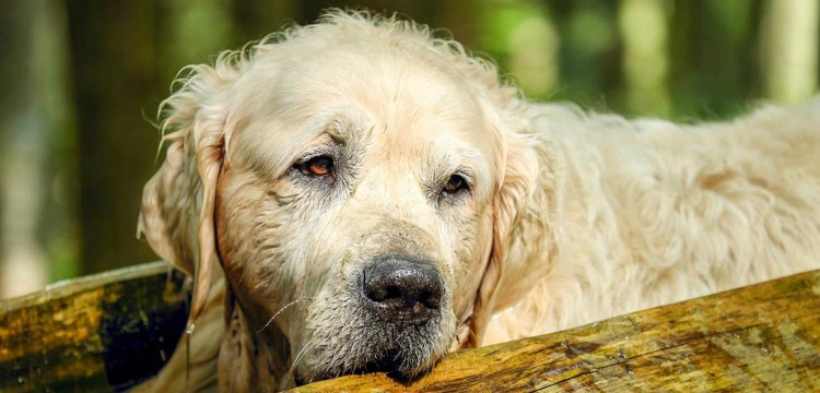 Czy psy również cierpią na Alzheimera?