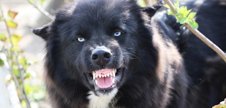 Szokujące! Kompletnie pijana wyszła z groźnym psem na spacer, a ten zaatakował przechodniów. Kobieta odpowie przed sądem