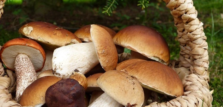 Grzyby to leśne mięso - zdrowe i dietetyczne