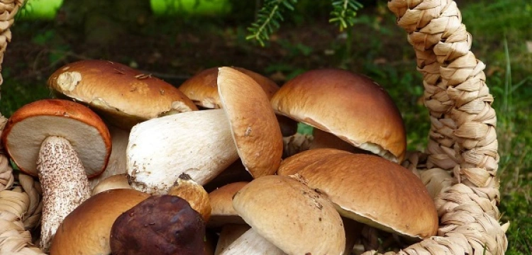 Polacy, na grzyby!!! Kilogram grzybów jak 0,5kg mięsa