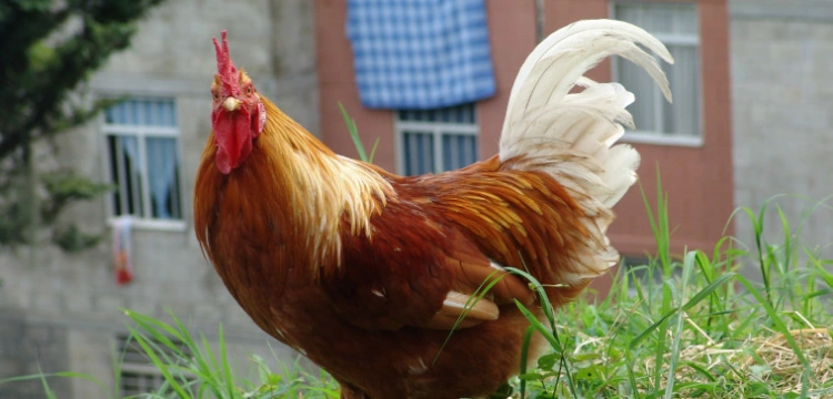 Masz kurę albo kaczkę? Musisz zarejestrować nawet jedną sztukę