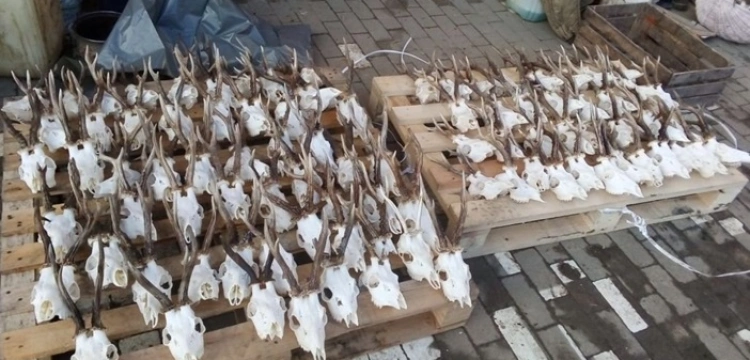 Kłusował na potęgę. 44-latek w rękach policji