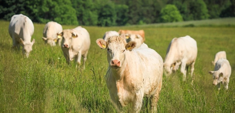 Francja blokuje umowę UE–Mercosur. Paryż żąda ostrzejszych zabezpieczeń dla rolnictwa
