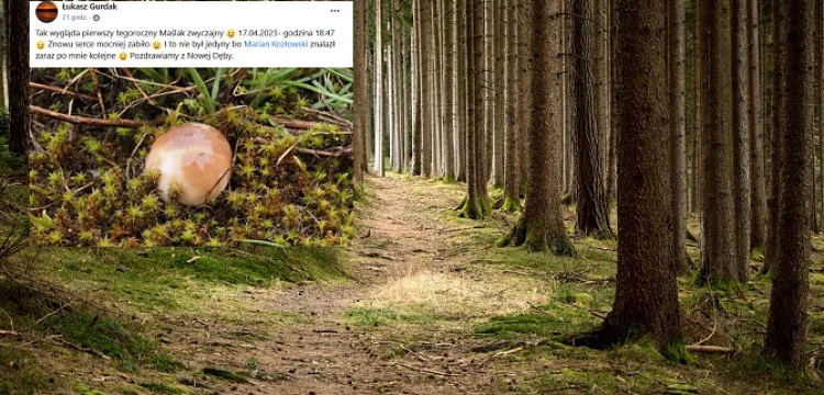 Niesamowite! Na Podkarpaciu już można na grzyby