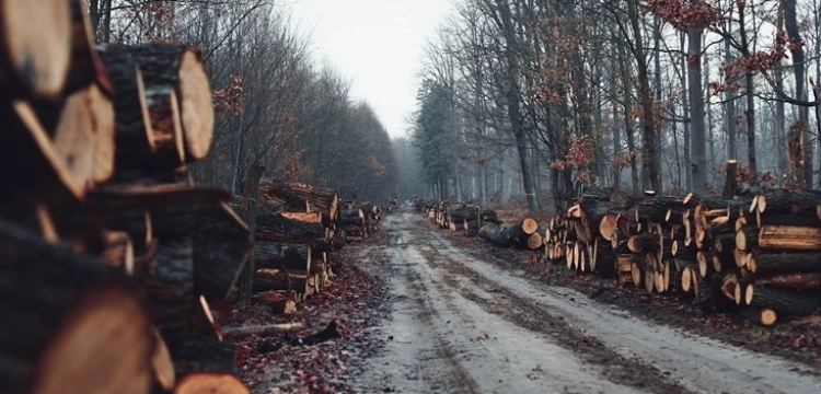 Dr Sałek alarmuje: Pod płaszczykiem ekologii można doprowadzić Lasy Państwowe do bankructwa