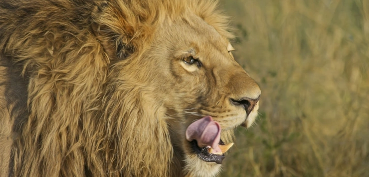 Mołdawscy rybacy znaleźli lwa. Właściciel: to prezent od ZOO w Odessie