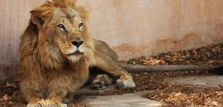 Niechciane zwierzęta jako posiłek dla drapieżników? Kontrowersyjna praktyka duńskiego zoo