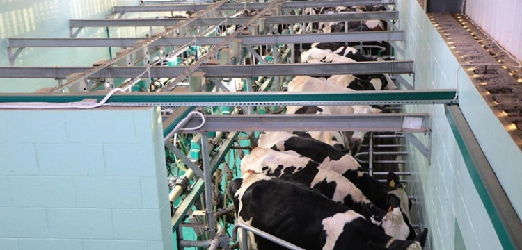 Chiński odwet gospodarczy po decyzjach Tuska. Polska branża mleczarska na celowniku